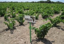Vineyard of Grillo grapes