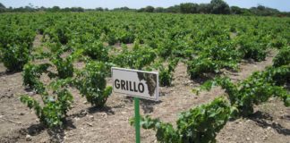 Vineyard of Grillo grapes