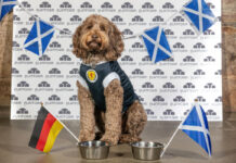 a cockapoo dog wearing a Scotland football top sits in front of two dog bowls with German and Scotland flags