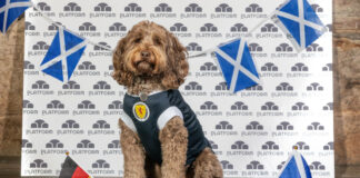 a cockapoo dog wearing a Scotland football top sits in front of two dog bowls with German and Scotland flags
