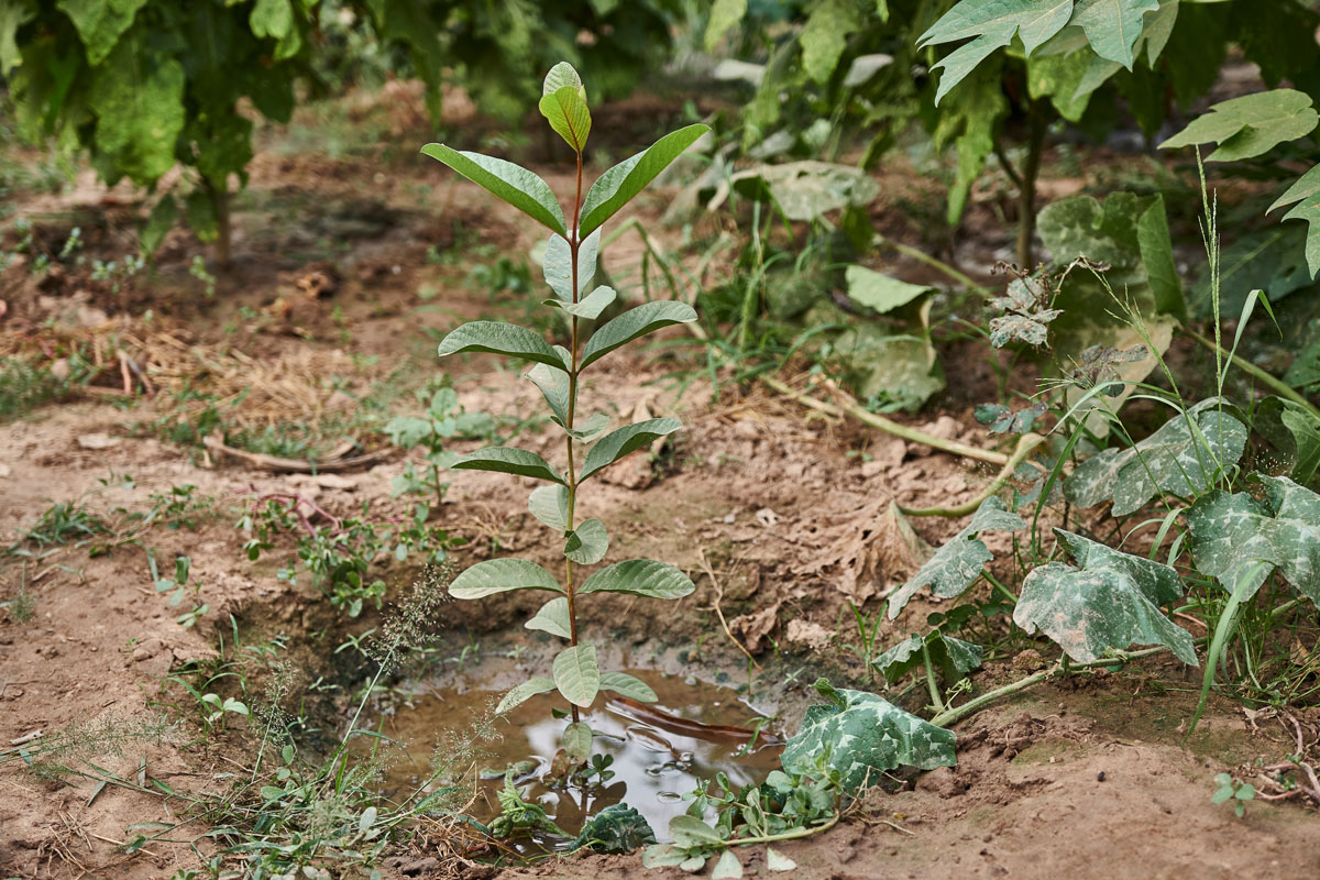 A young tree planted in wet ground