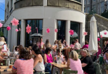 Sugarbird in the Gardens