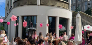 Sugarbird in the Gardens