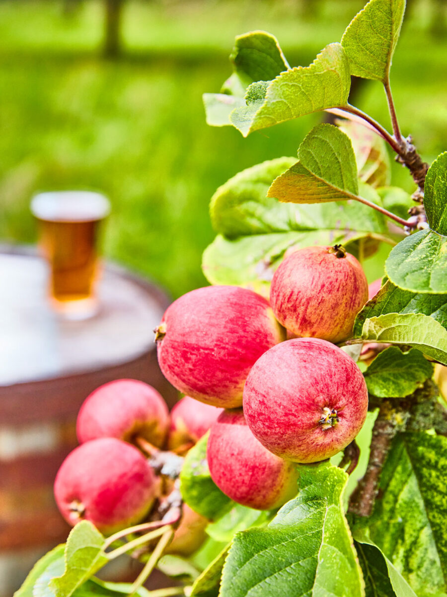 cider makers